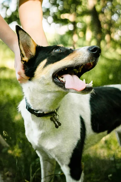 Perro Para Dar Paseo Por Parque — Foto de Stock