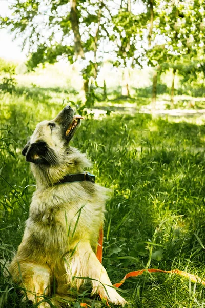 dog for a walk in the park