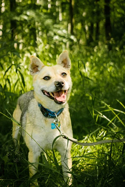 Honden Uit Een Hondenasiel Wandelen Het Bos — Stockfoto