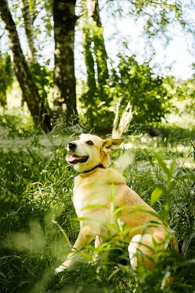 Parkta yürüyüşe çıkan köpek.