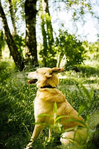 Cães Abrigo Cão Caminha Floresta — Fotografia de Stock