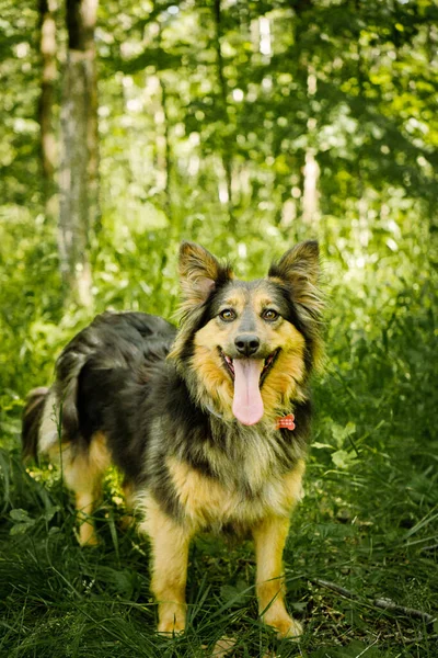 Hond Voor Een Wandeling Het Park — Stockfoto