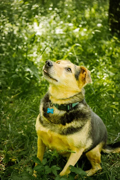 Hond Voor Een Wandeling Het Park — Stockfoto