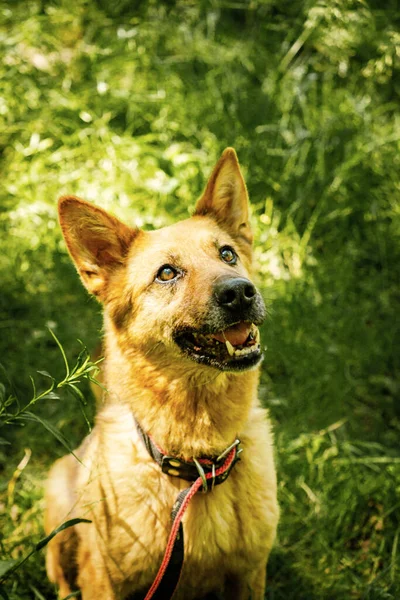 Honden Uit Een Hondenasiel Wandelen Het Bos — Stockfoto