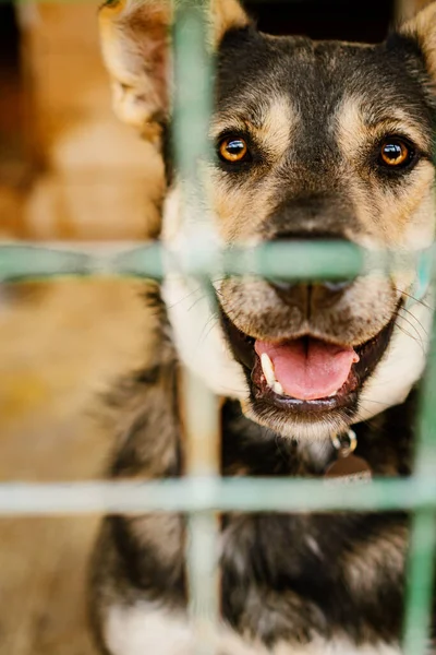 Mirada Perro Triste Sentado Una Jaula Refugio Para Perros — Foto de Stock