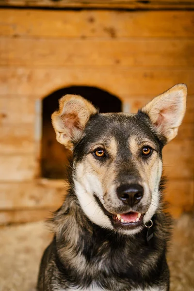 Mirada Perro Triste Sentado Una Jaula Refugio Para Perros —  Fotos de Stock