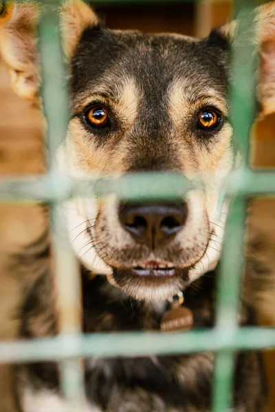 Mirada Perro Triste Sentado Una Jaula Refugio Para Perros — Foto de Stock