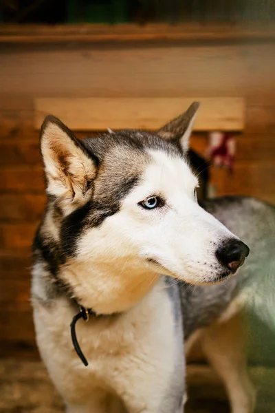 Husky dog look at the dog shelter in the aviary