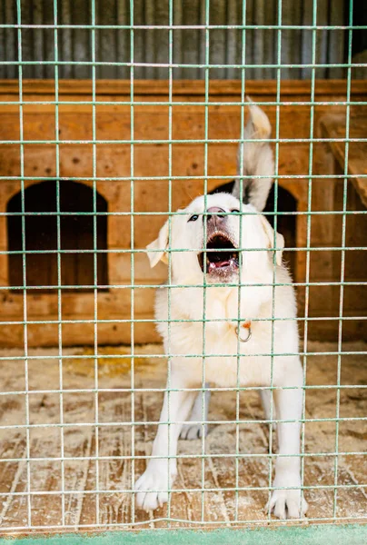 Blick Eines Traurigen Hundes Der Einem Käfig Tierheim Sitzt — Stockfoto