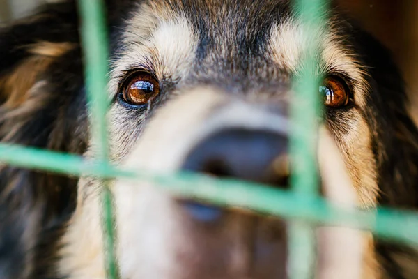 Mirada Perro Triste Sentado Una Jaula Refugio Para Perros — Foto de Stock