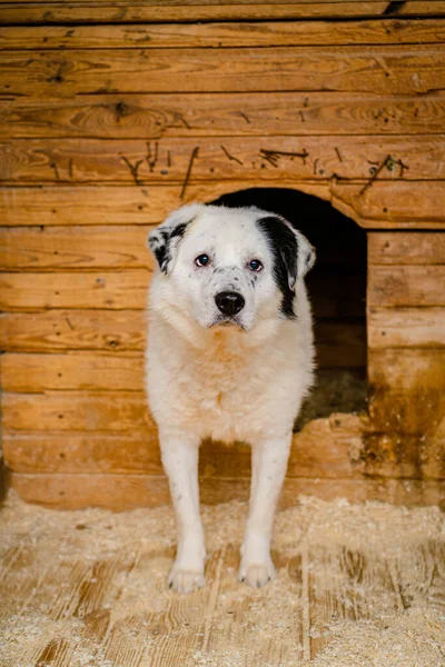 Cão Abrigo Para Cães Fica Perto Uma Cabine — Fotografia de Stock