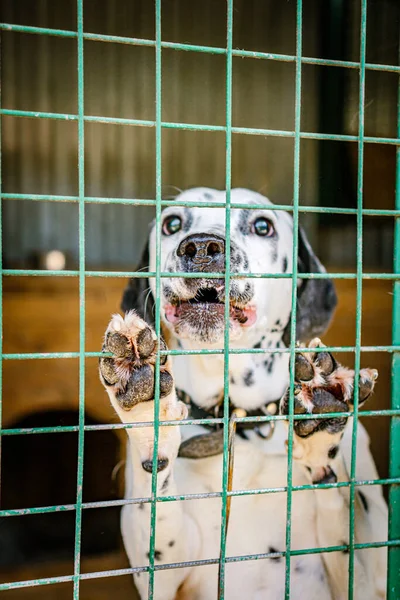 Egy Szomorú Kutya Egy Ketrecben Egy Kutyaólban — Stock Fotó