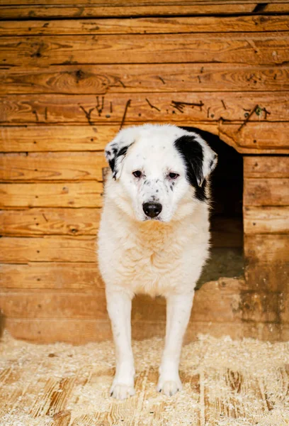 Köpek Barınağında Bir Köpek Kulübenin Yanında Duruyor — Stok fotoğraf