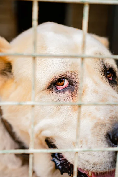 Alabai Cão Olhar Para Abrigo Para Cães — Fotografia de Stock