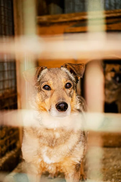 Perro Refugio Para Perros Está Cerca Una Cabina — Foto de Stock