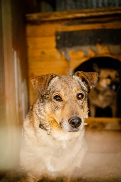 Blik Van Een Trieste Hond Zittend Een Kooi Een Hondenasiel — Stockfoto