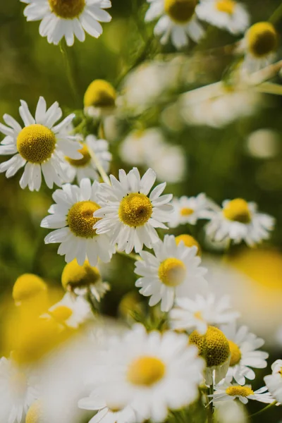 Daisies Field Blue Sky — Stock Photo, Image