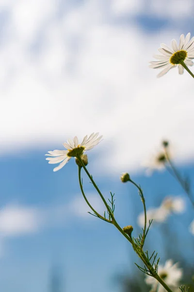 Daisies Field Blue Sky — Stock Photo, Image