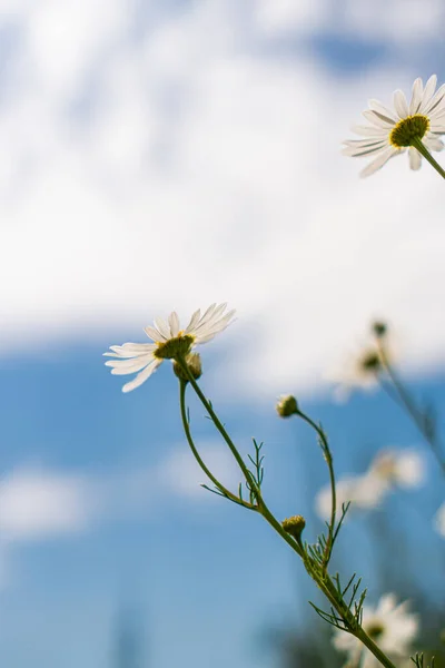 Madeliefjes Een Veld Tegen Een Blauwe Lucht — Stockfoto