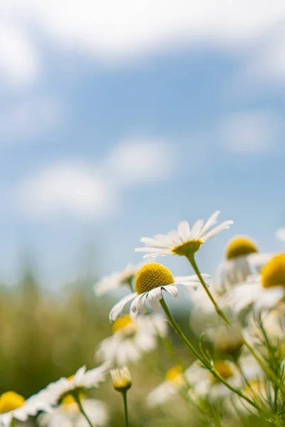 Daisies Field Blue Sky — Stock Photo, Image