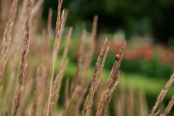 Sarı Çimenlerde Oturan Uğur Böceği — Stok fotoğraf