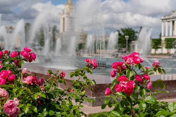 2020 Yazında Moskova Vdnkh Fıskiye Taşı Çiçeği — Stok fotoğraf
