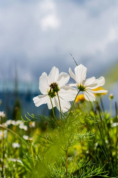 White Wildflowers Sky — Stock Photo, Image
