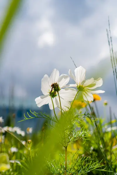 Flores Silvestres Blancas Contra Cielo — Foto de Stock