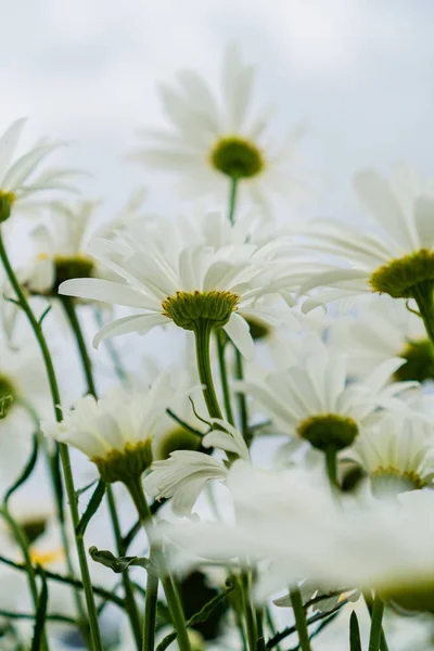 Large Daisies Field — Stock Photo, Image