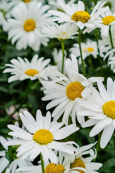 Large Daisies Field — Stock Photo, Image