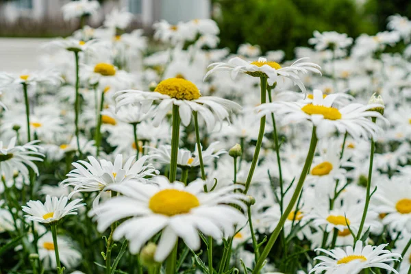 Large Daisies Field — Stock Photo, Image