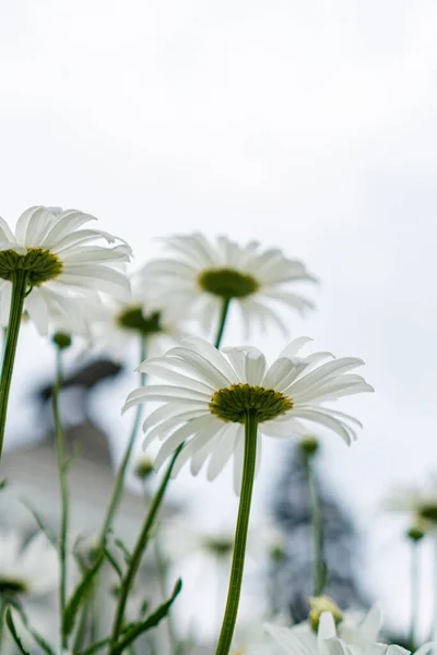 Large Daisies Field — Stock Photo, Image