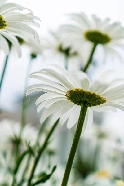 Large Daisies Field — Stock Photo, Image