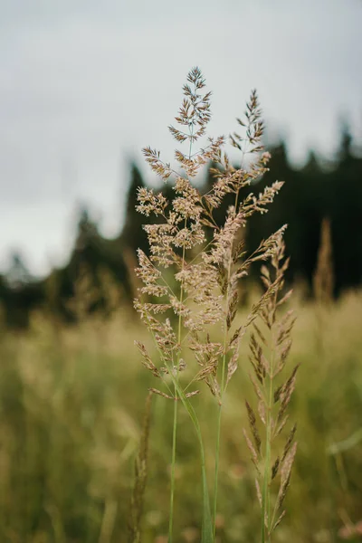 Zelená Tráva Poli — Stock fotografie