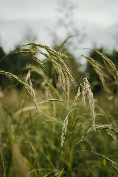 Zelená Tráva Poli — Stock fotografie