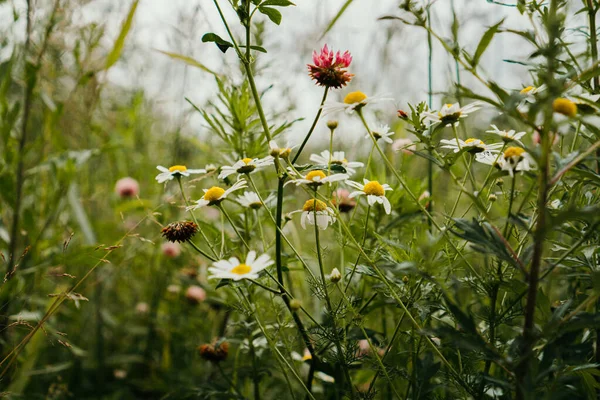Field Daisies Herbs Summer — Stock Photo, Image