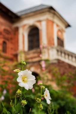 Kırmızı tuğlalı arka planda beyaz yaban ördeği çiçeği