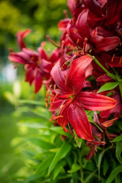 Красные Лилейные Цветы Саду — стоковое фото