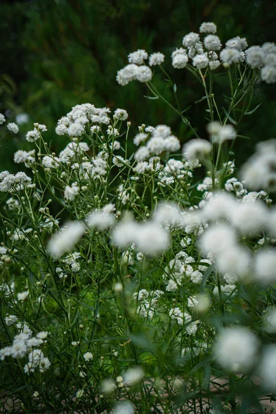 Gypsophylla Rostlina Letní Zahradě — Stock fotografie