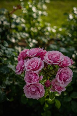 Bahçede çiçek açan pembe güller