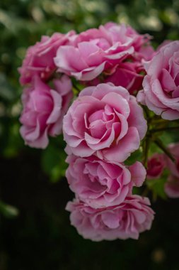 Bahçede çiçek açan pembe güller