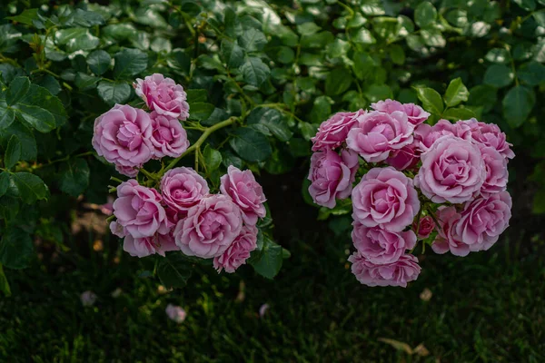 Pink Blossoming Roses Garden — Stock Photo, Image