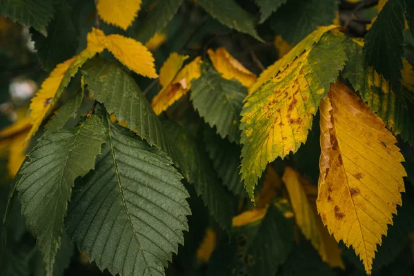 Żółte Zielone Liście Drzewie — Zdjęcie stockowe