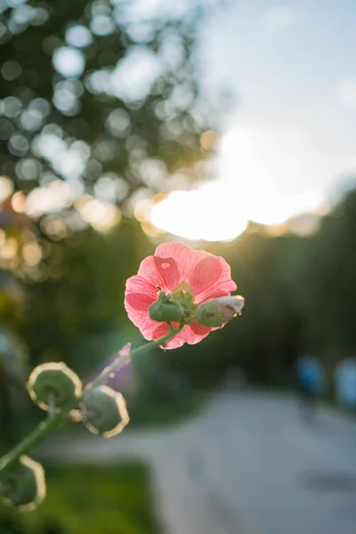 Fiore Malva Rosa Tramonto — Foto Stock