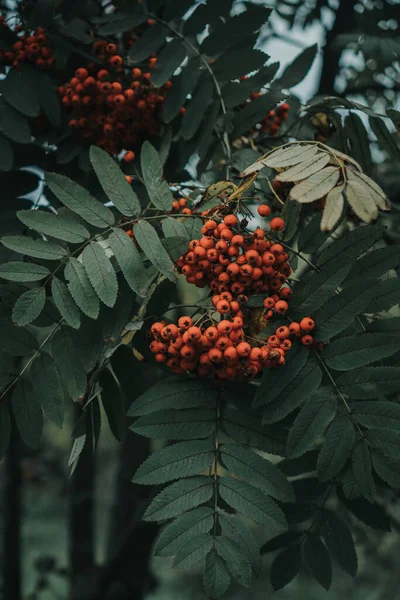 Serbal Rojo Una Rama Hojas Verdes —  Fotos de Stock