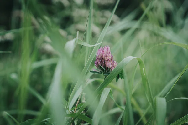 Wild Grasses Flowers Summer — Stock Photo, Image