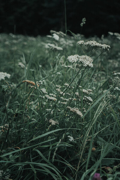 wild grasses and flowers in summer