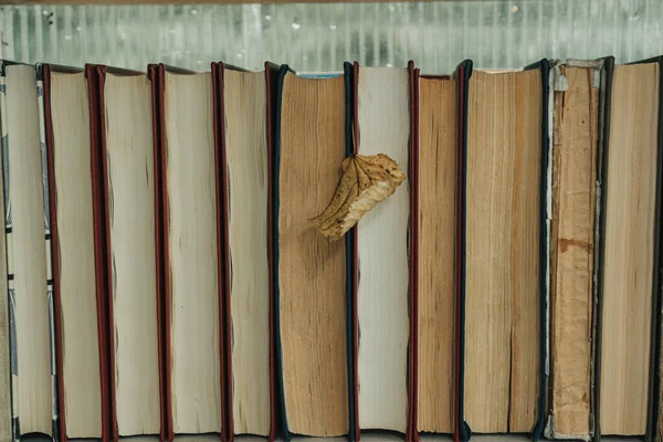 책들과 가랑잎 — 스톡 사진