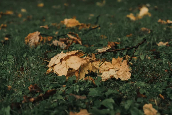 Жовте Кленове Осіннє Листя Лежить Землі Траві — стокове фото