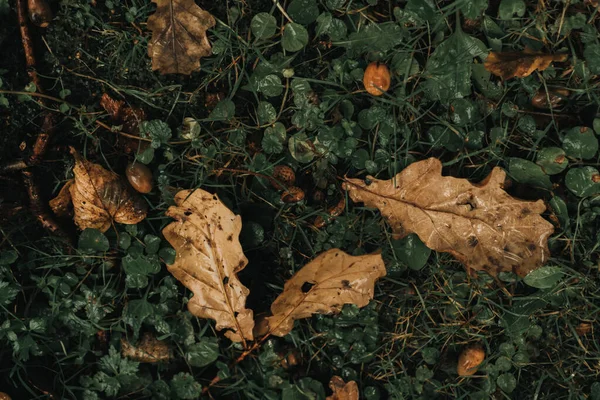 Sarı akçaağaç sonbahar yaprakları çimlerin üzerinde uzanır.